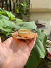 Resin Diya’s - Arteanu By Anushka